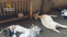 Detenida una ganadera en Huesca por dejar morir de hambre a 346 cabras