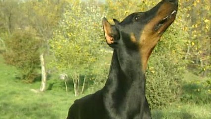 Prohibido cortar el rabo o las orejas a los perros