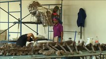 Limpian los huesos de un mamut que vivió hace 14.000 años en México