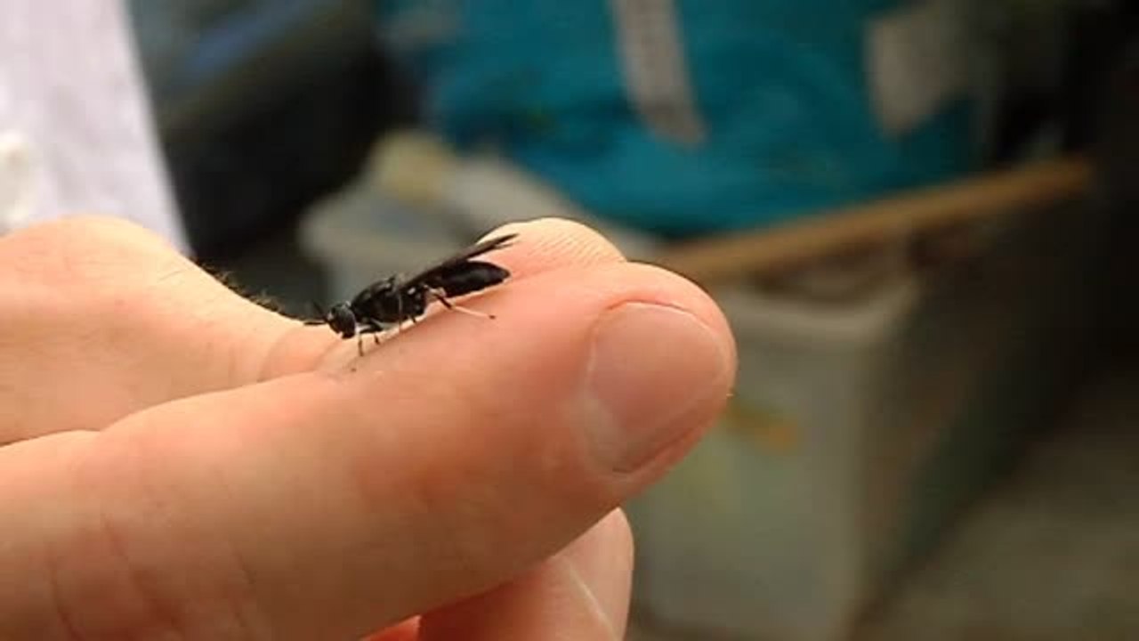 La primera granja de moscas del mundo está en Alicante