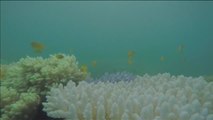 El cambio climático blanquea la gran barrera de corales australiana