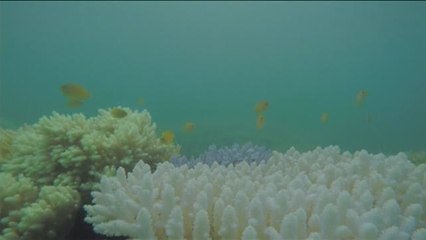 El cambio climático blanquea la gran barrera de corales australiana
