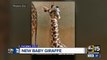 Baby giraffe born at Phoenix Zoo