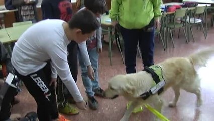 Perros contra el acoso escolar