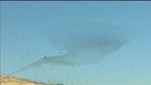 Espectaculares imágenes de cientos de miles de estorninos volando de forma sincronizada en los cielos de Israel
