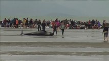 Entre 250 y 300 ballenas muertas en una playa de Nueva Zelanda
