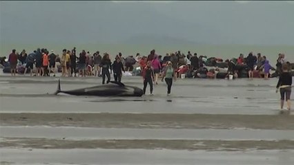 Entre 250 y 300 ballenas muertas en una playa de Nueva Zelanda