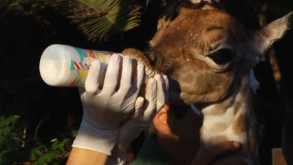 Nacen dos jirafas en Fuerteventura