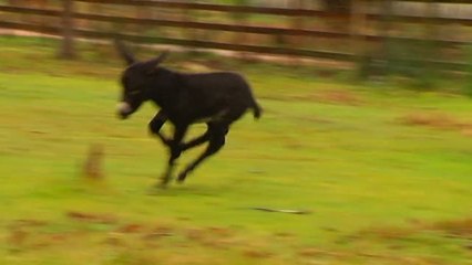Bazán, el primer burro nacido en cautividad en Galicia