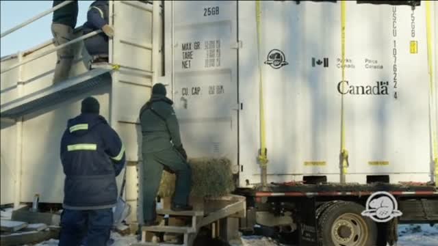 Se ponen en libertad ejemplares de bisontes después de más de cien años