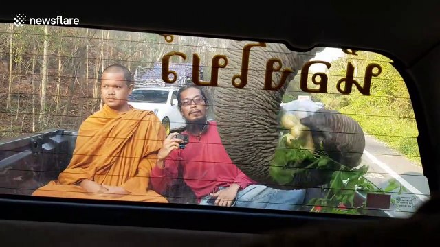 Terrified Buddhist monk looks on nervously as wild ELEPHANT raids pickup truck