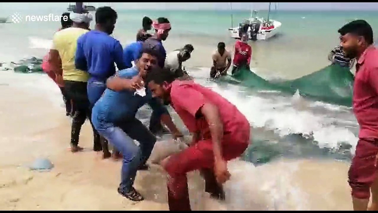 Outrage after Indian fishermen catch school of endangered stingrays