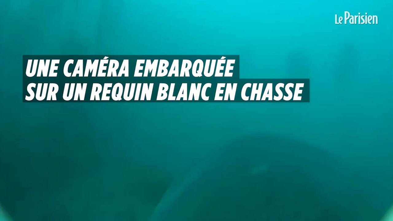 Une caméra embarquée sur un requin blanc en chasse