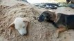 Doggy buries his canine sister in sand pile at Thai building site
