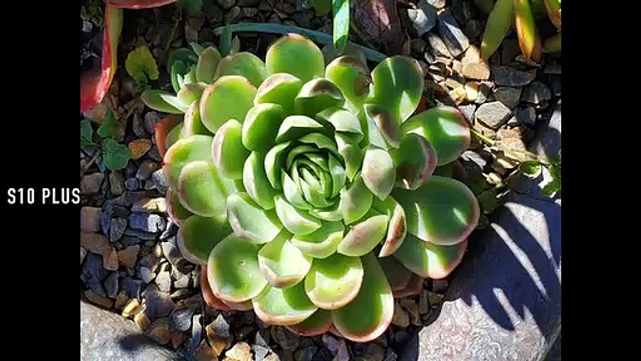 Samsung S10 Plus vs iPhone XS Max and Google Pixel 3 XL - Camera Test!