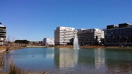 Bassin Jacques Coeur Montpellier Mars 2019 (2)