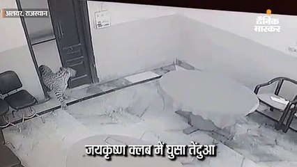 क्लब में घुसा पैंथर