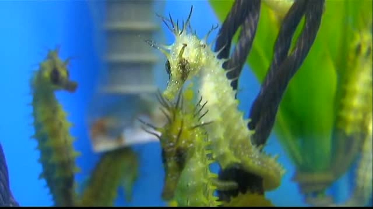 En 2016 hubo más de 500 detenidos o imputados por delitos contra los animales