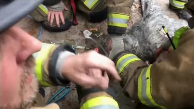 Bomberos salvan la vida a un perro al rescatarle de un incendio en Washington