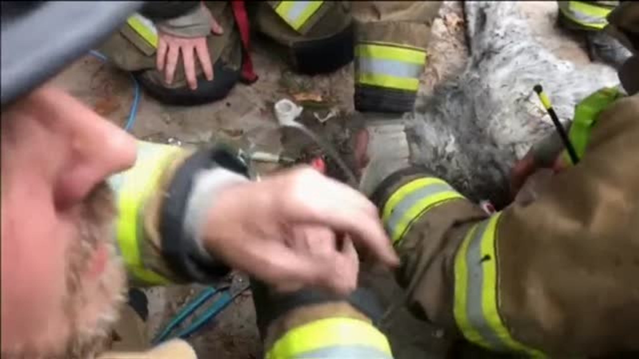 Bomberos salvan la vida a un perro al rescatarle de un incendio en Washington