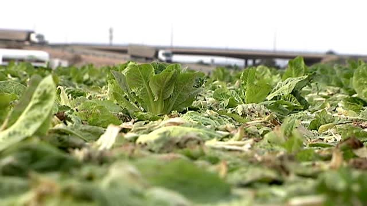 La huerta murciana bajo mínimos por el mal tiempo