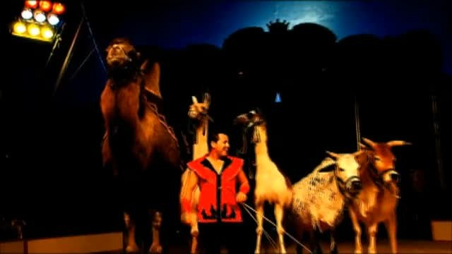 El Ayuntamiento de Madrid prohíbe los circos con animales salvajes