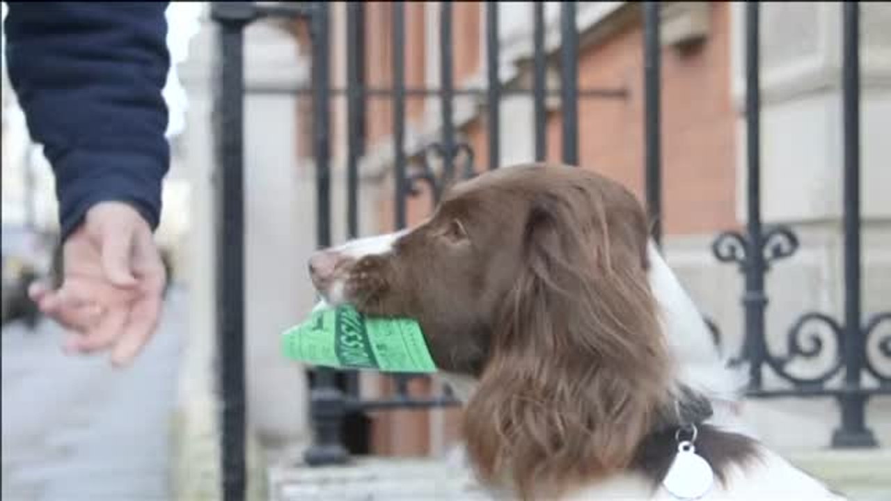 Londres lanza el primer tour en bus solo para perros