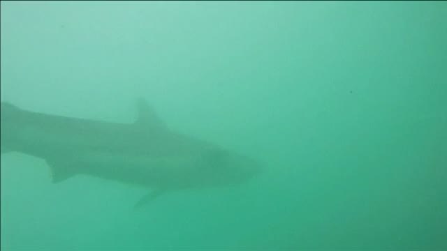 Decenas de tiburones llegan a las costas de Israel