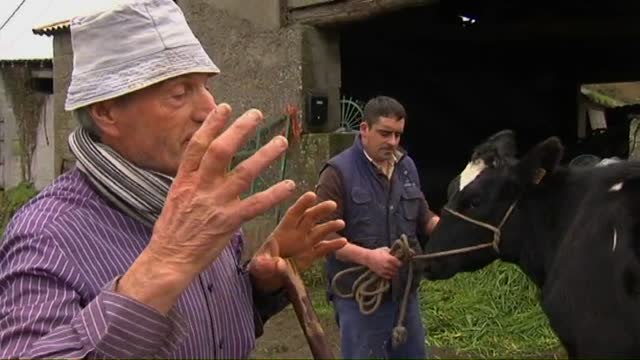 Un grupo de ciclistas ayudan a una vaca a parir en Betanzos