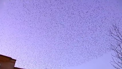 Una espectacular nube de estorninos sobrevuela Pontevedra al atardecer