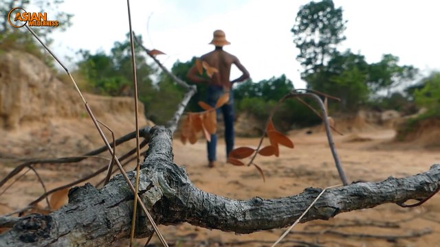 Primitive Man Saves Family Slow Loris From Python Attack - Most Amazing Wild Animal Attack