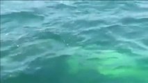 Una familia chilena libera a una ballena jorobada atrapada en una red de pesca