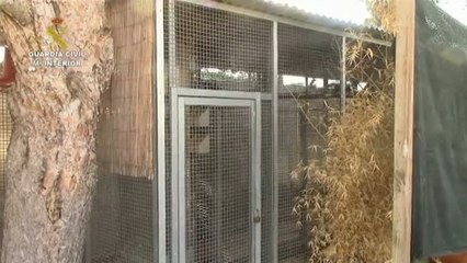 La Guardia Civil busca a más de 40 monos titis por riesgo a contagiar el SIDA