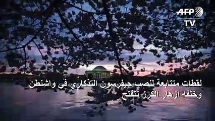 لقطات متتابعة لنصب جيفرسون التذكاري في واشنطن وخلفه أزهار الكرز تتفتح