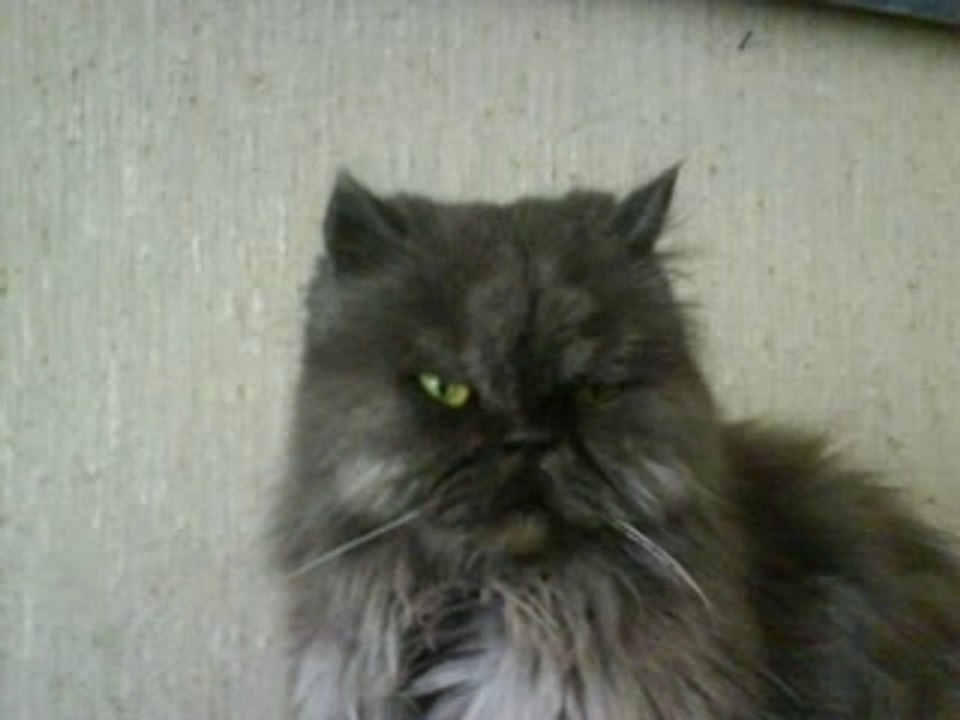 Mes amis animaux