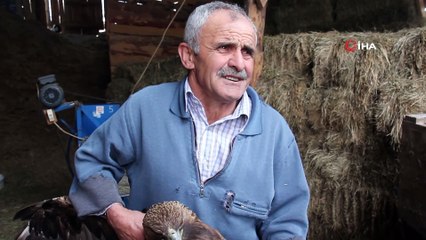 Yaralı kartala sahip çıktılar