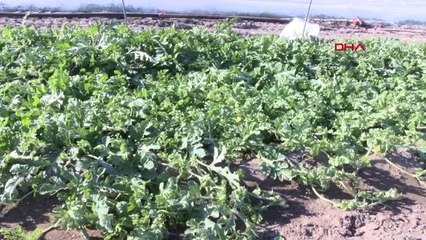 Adana Çukurova'da Karpuz Örtü Altından Çıktı