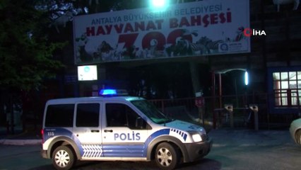 Kaçan kurt kısa süre sonra vatandaşlar tarafından görüntülendi