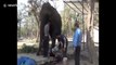 Wild elephant with injured feet given 'shoes' to let it walk back into the jungle