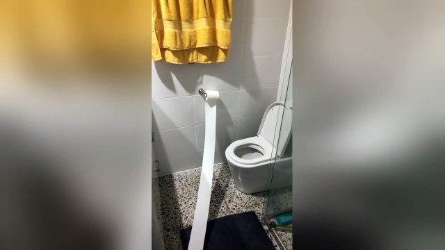 Caught red-pawed! Cheeky dog gets caught stealing toilet roll