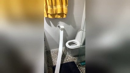 Newsflare Edit - Puppy toilet roll