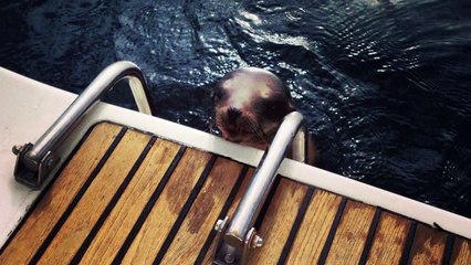 Injured sea lion pup desperate for help jumps onto boat in California