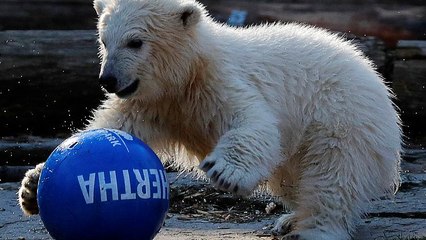 Berliner Eisbär-Baby hat endlich einen Namen: Hertha
