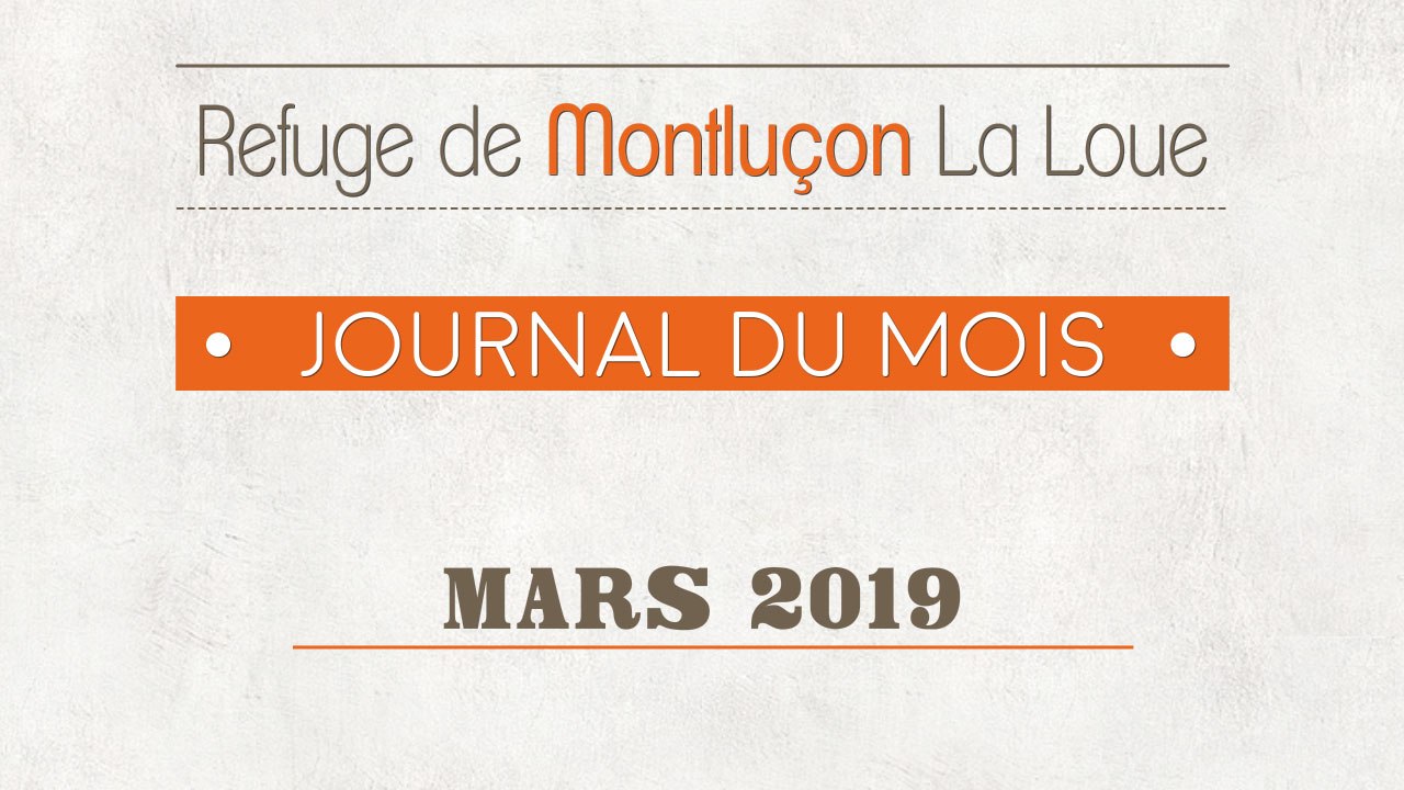 Un mois au refuge SPA de Montluçon : mars 2019
