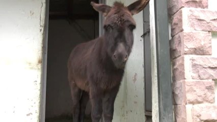 Sincan Hayvanat Bahçesi'nin Yeni Misafirleri Geldi