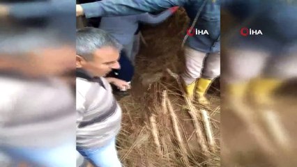 - Yağış nedeniyle çöken ahırda gebe inek telef oldu