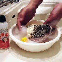 Un bébé hérisson prend son premier bain. Adorable !