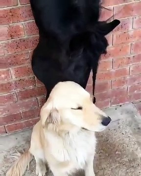 Une magnifique jument lèche la fourrure d'un chien. Sa réaction est trop drôle !