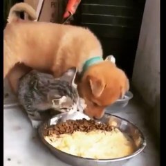 Le chat gagne toujours contre le chien. Regardez !