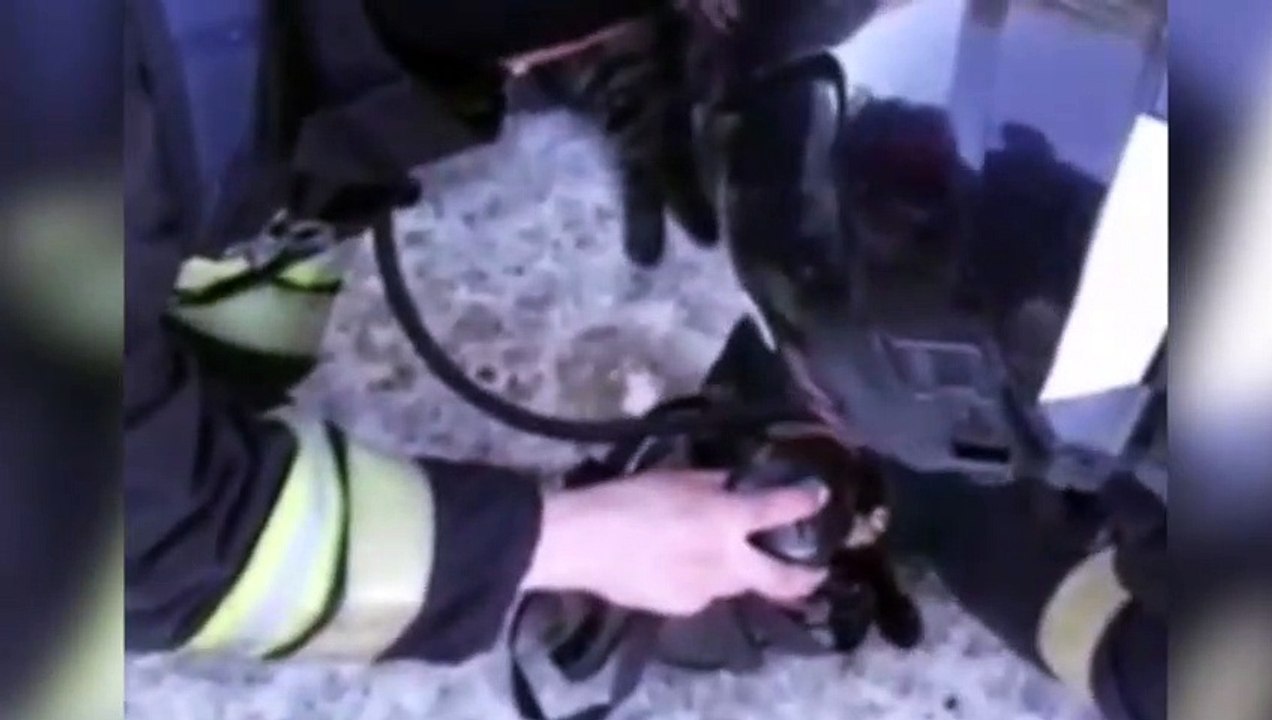 Bomberos le salvan la vida a dos gatos con máscaras de oxígeno